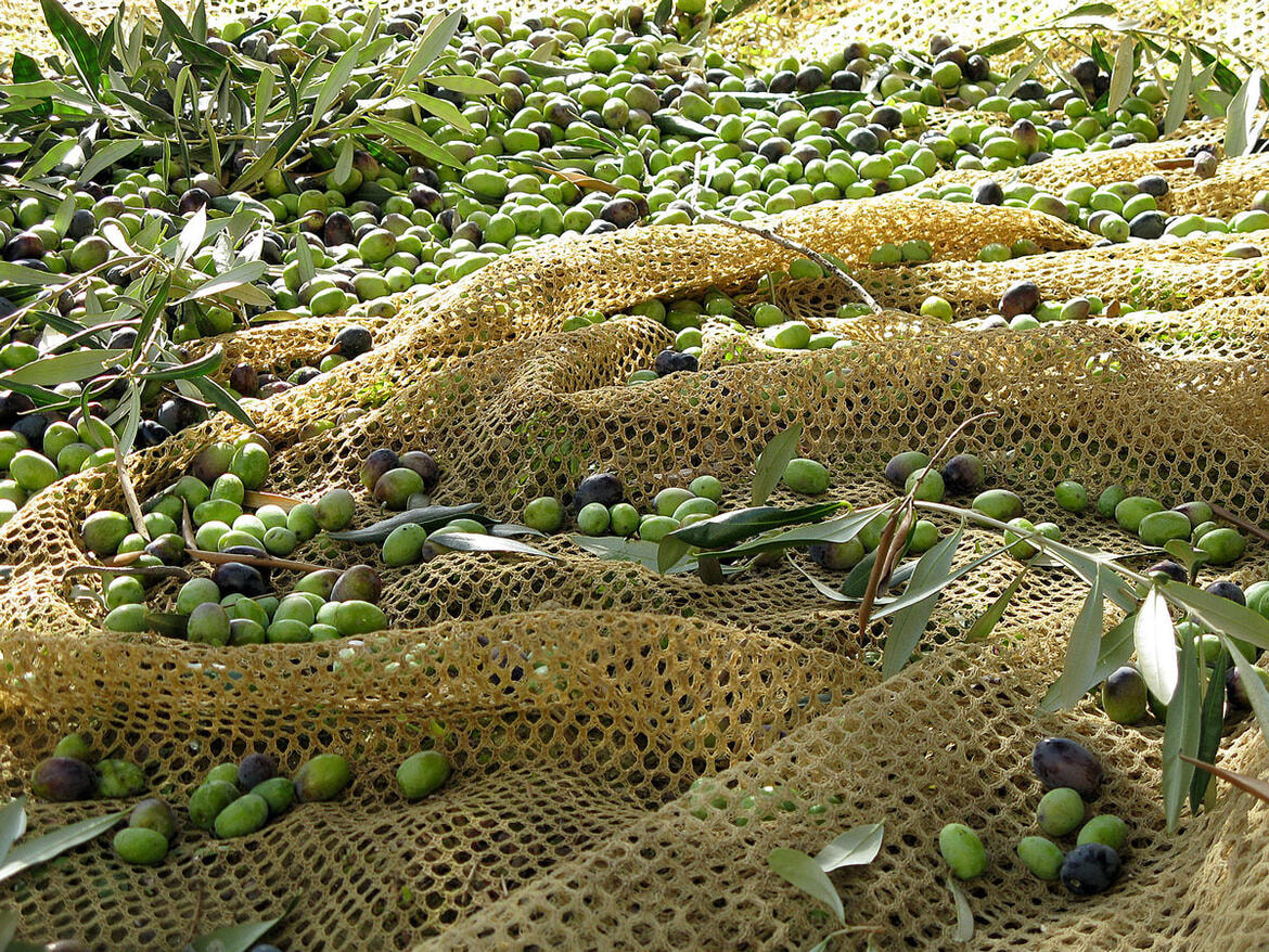 Immagine: olive.jpg